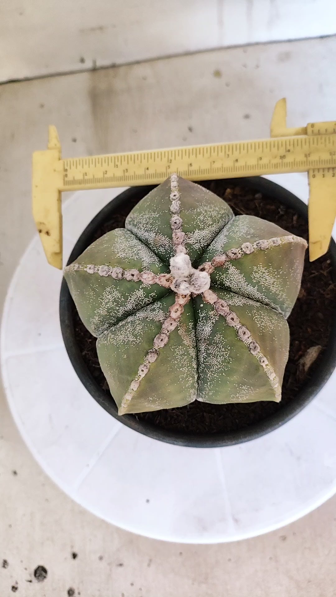 MATRIZ ASTROPHYTUM cv KIKKO   Nº 1071 – vaso 15