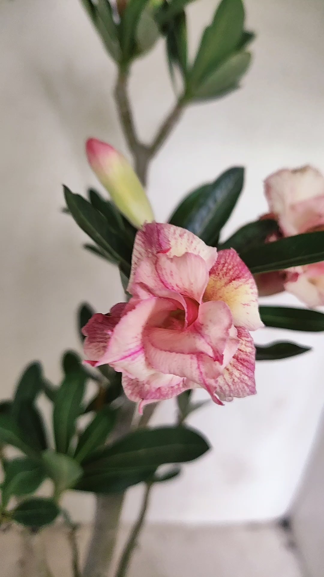 Planta Dobrada 4061 – 30cm – 02 anos - Vaso 15