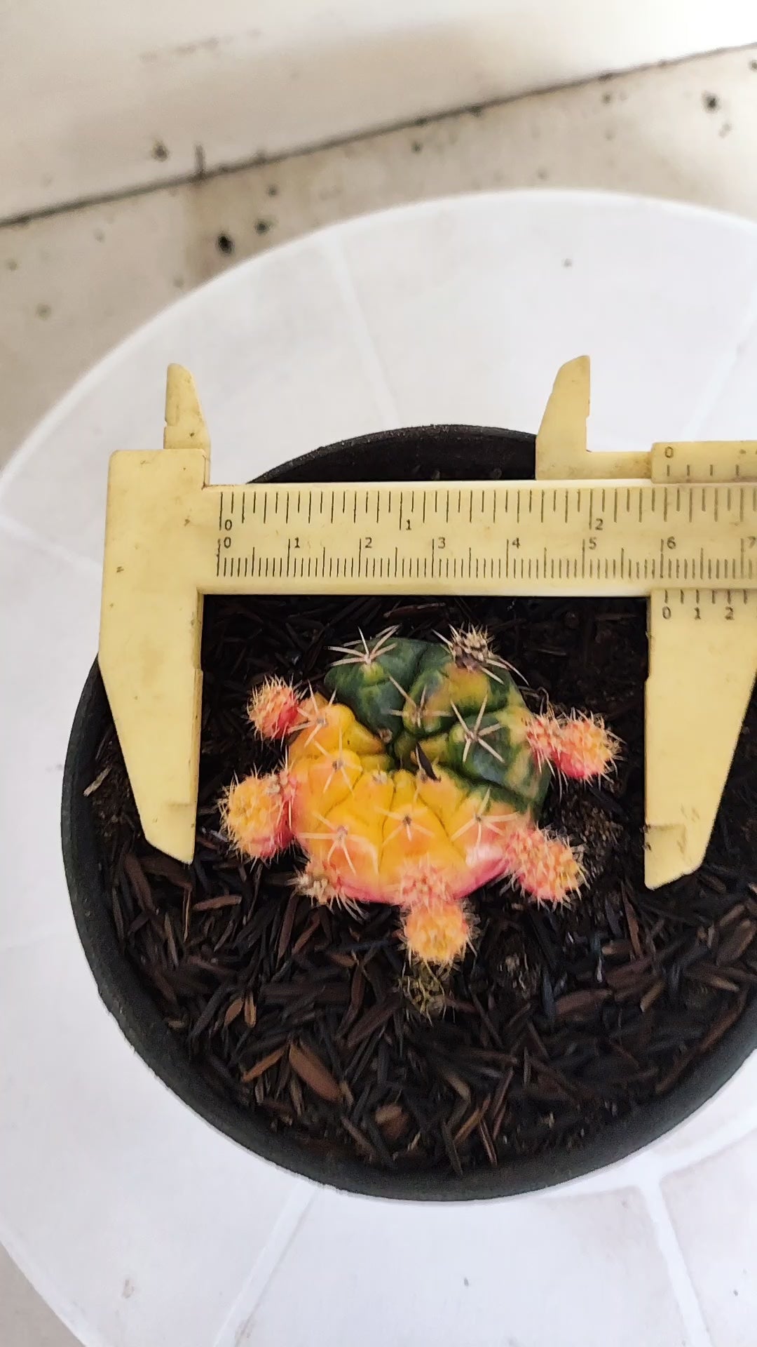 GYMNOCALYCIUM DAMSII Variegata Nº 630 – vaso 11