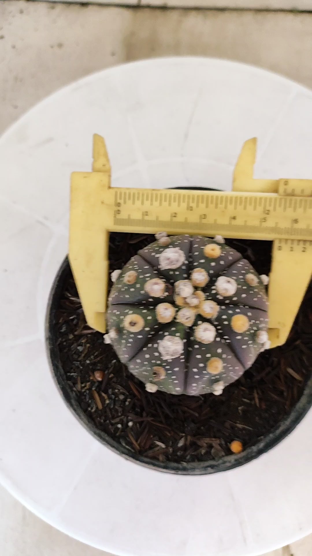 MATRIZ ASTROPHYTUM ASTÉRIAS "Purple" Nº 1091 – vaso 11