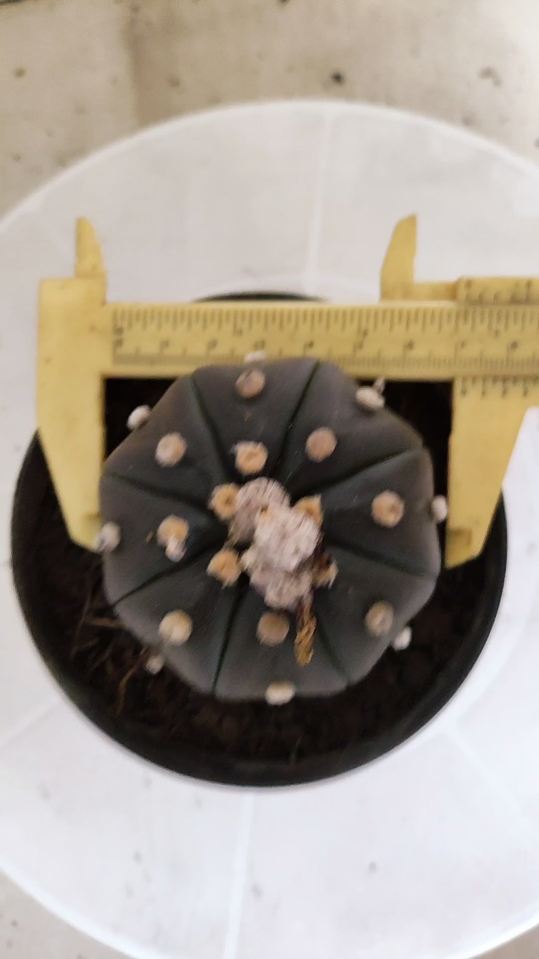 ASTROPHYTUM ASTERIAS  "Purple" STAR SHAPE Nº 1262 – vaso 11