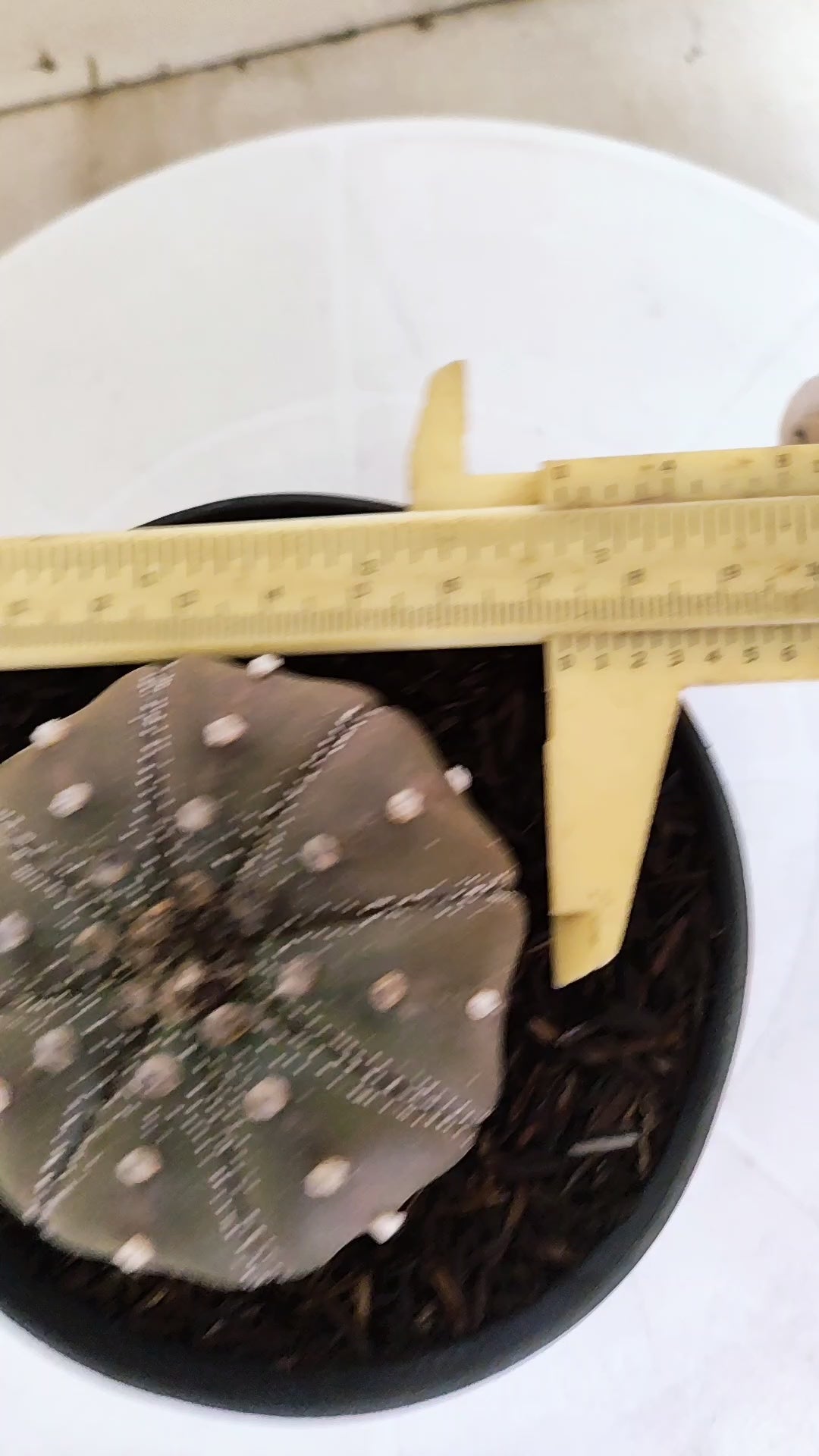 ASTROPHYTUM ASTERIAS "STAR SHAPE - Purple"   Nº 1142 – vaso 11