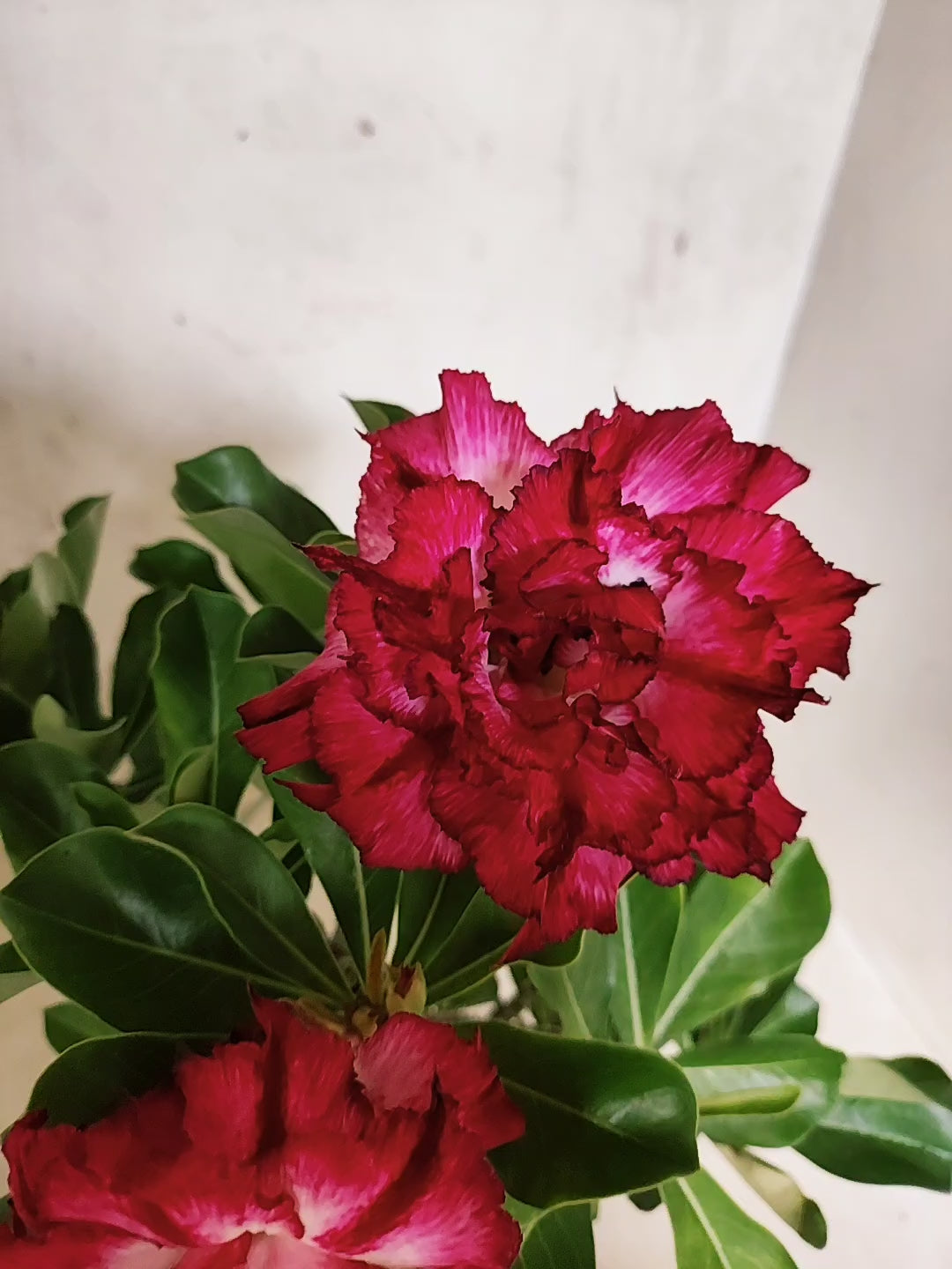 Planta Dobrada 3850 – 30cm – 02 anos