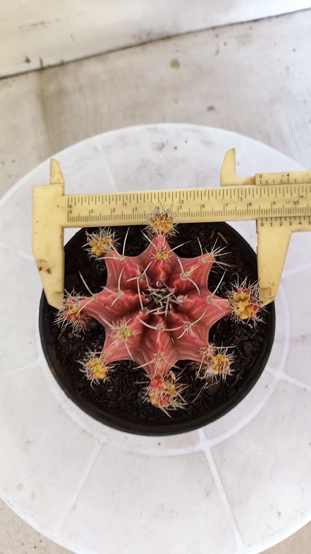 Matriz GYMNOCALYCIUM Mihanovichii Variegata Nº 1673 – vaso 11