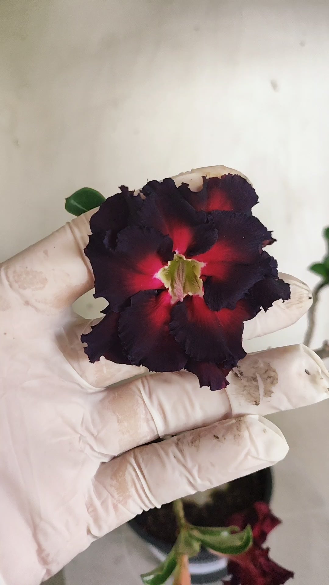 Planta Dobrada 3996 – 35cm – 03 anos - Vaso 15