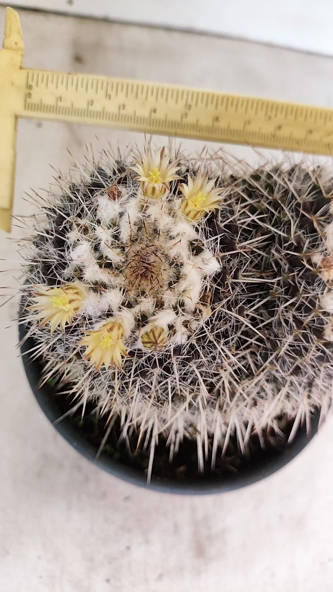 CACTOS  Nº 31 – vaso 15