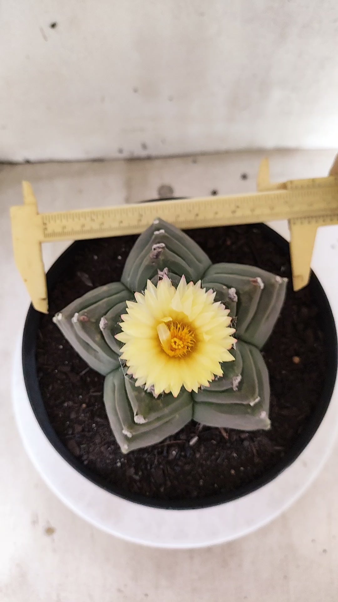 Matriz ASTROPHYTUM cv KIKKO   Nº 800 – vaso 17