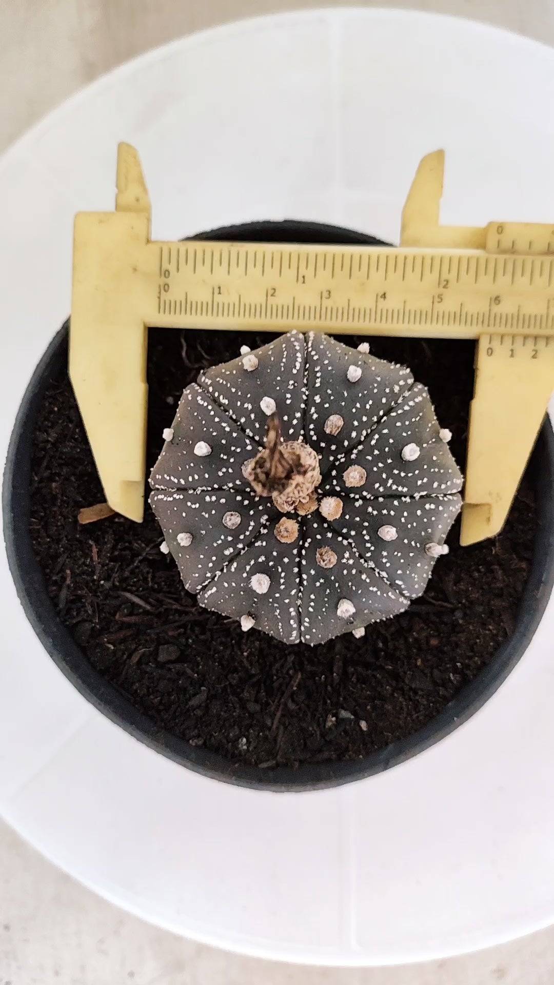 MATRIZ ASTROPHYTUM ASTÉRIAS "Purple" Nº 1222 – vaso 11