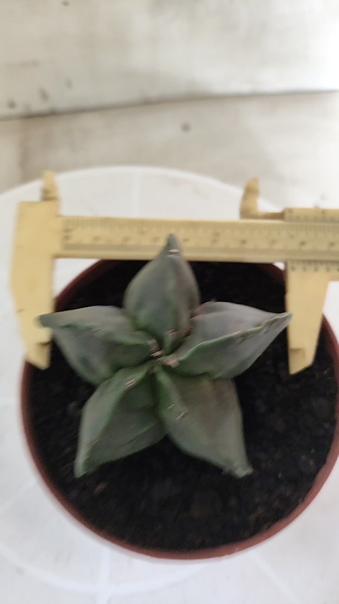MATRIZ ASTROPHYTUM cv KIKKO "Nudum"  Nº 1873 – vaso 11