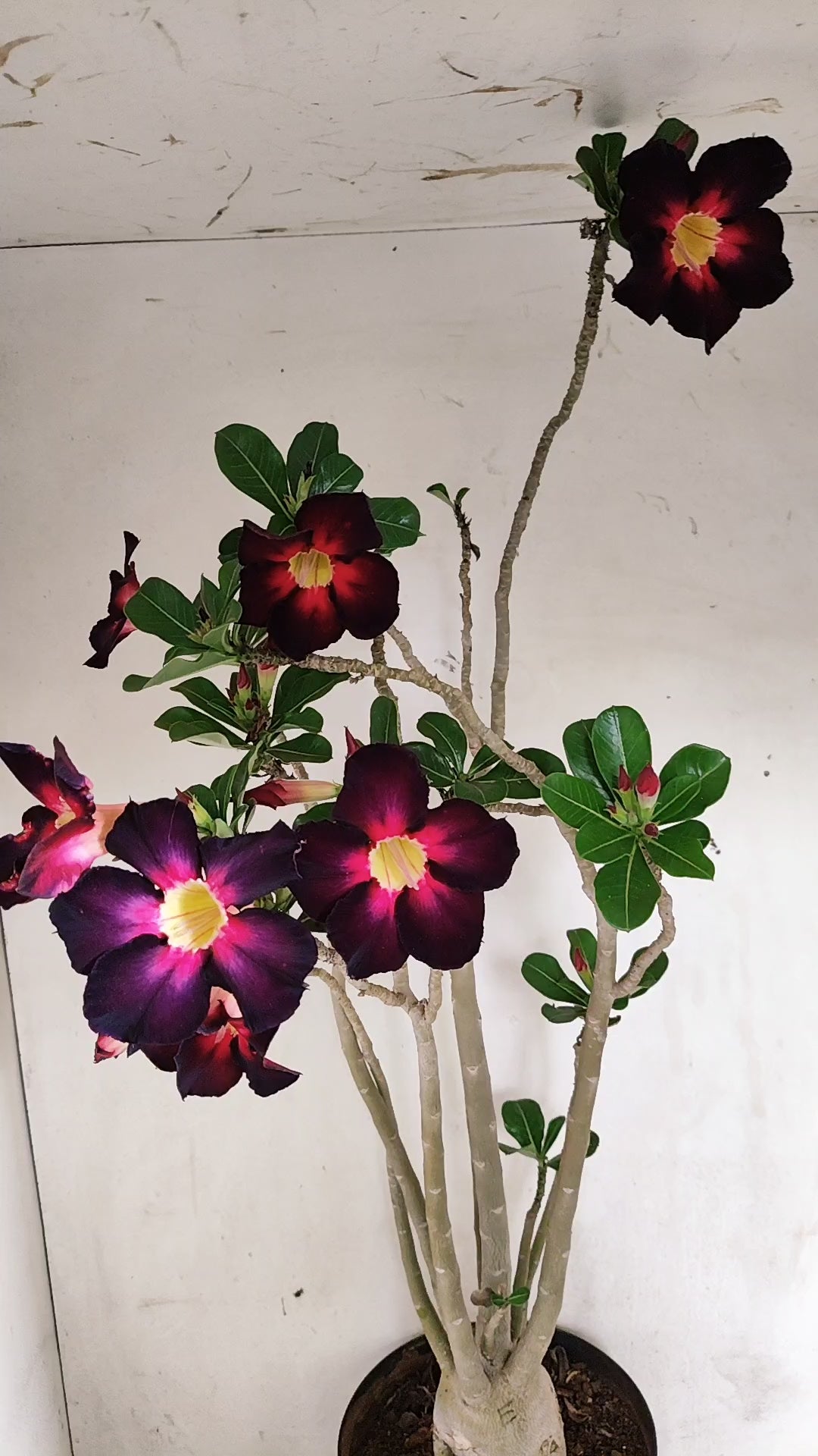 MATRIZ Planta Simples Nº 290 – 60cm – 04 anos - vaso 17