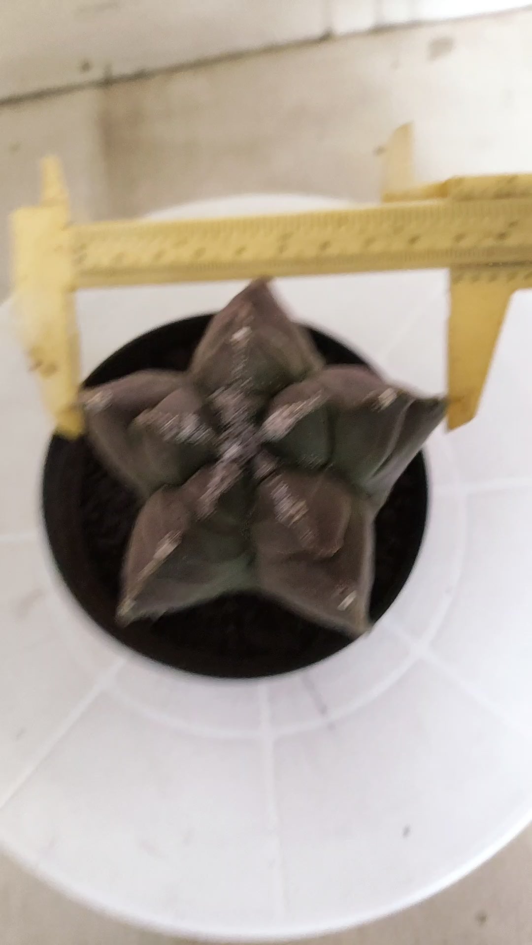 MATRIZ ASTROPHYTUM cv KIKKO   Nº 464 – vaso 11