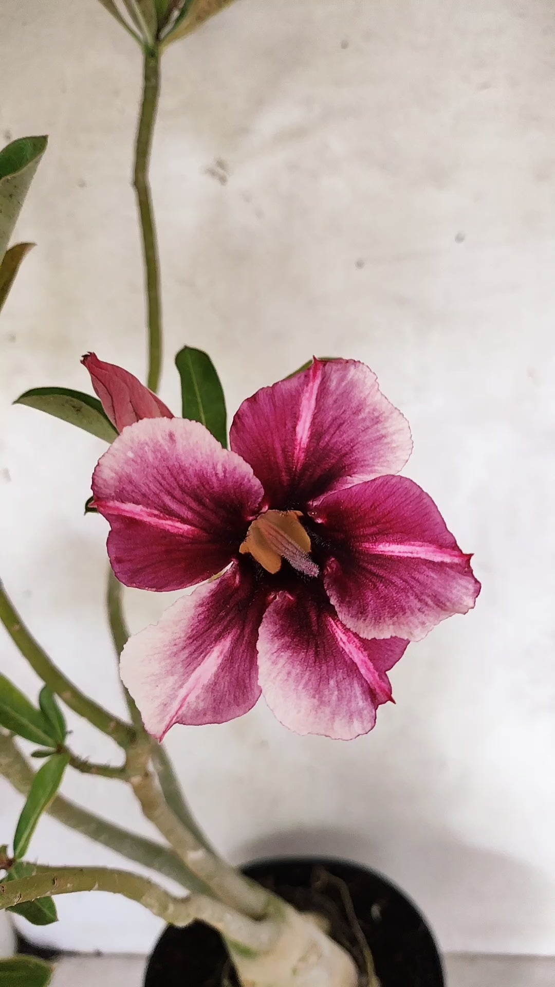 Planta Simples 3288 – 55cm – 04 anos