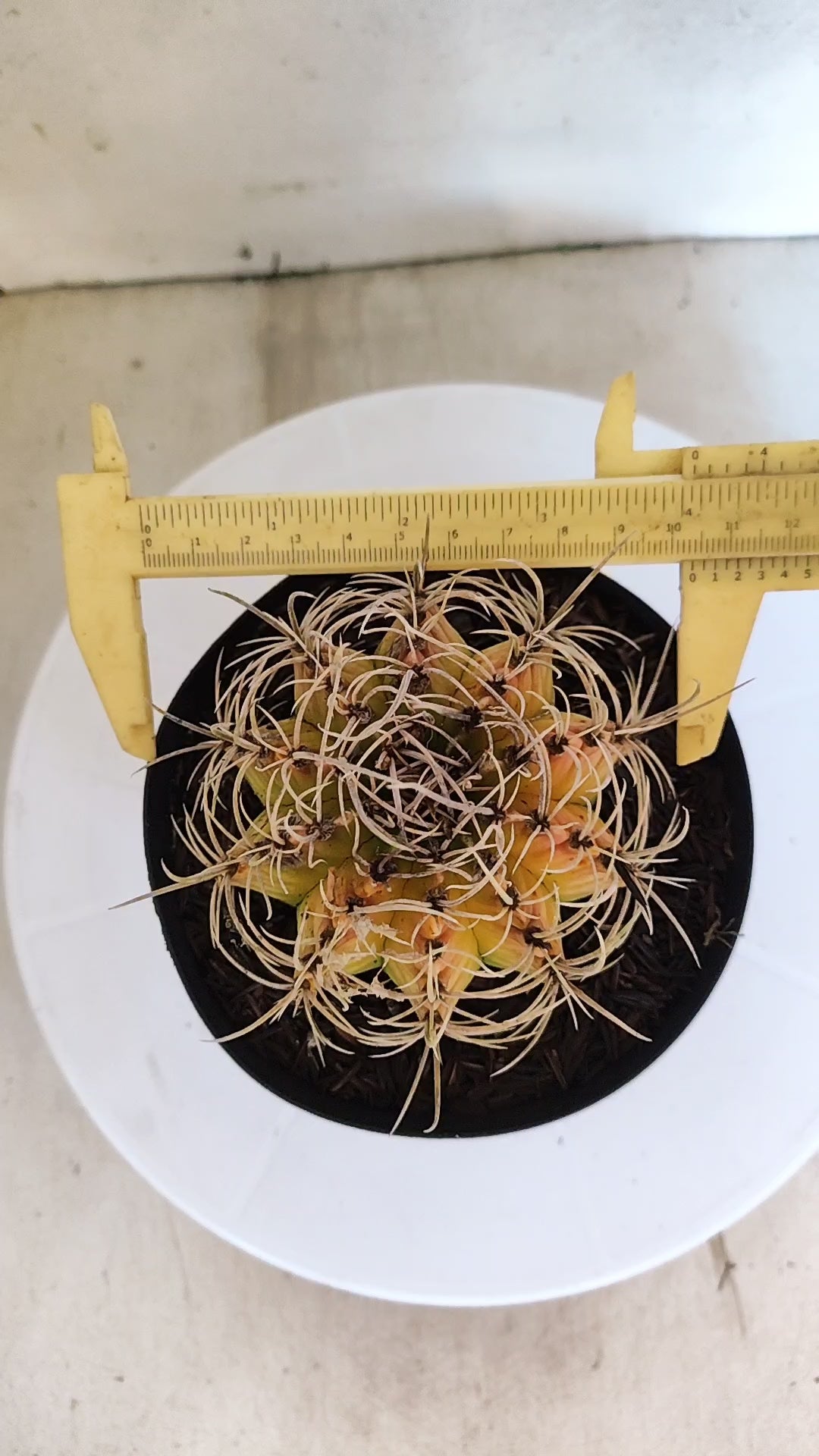 GYMNOCALYCIUM Mihanovichii "Variegata" Nº 151 – vaso 15