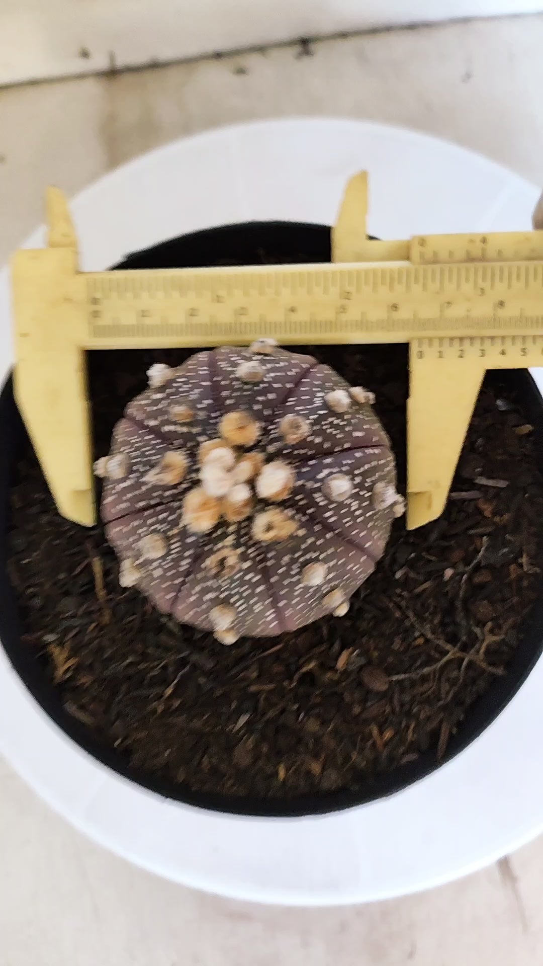 ASTROPHYTUM ASTERIAS “Purple”  Nº 66 – vaso 15