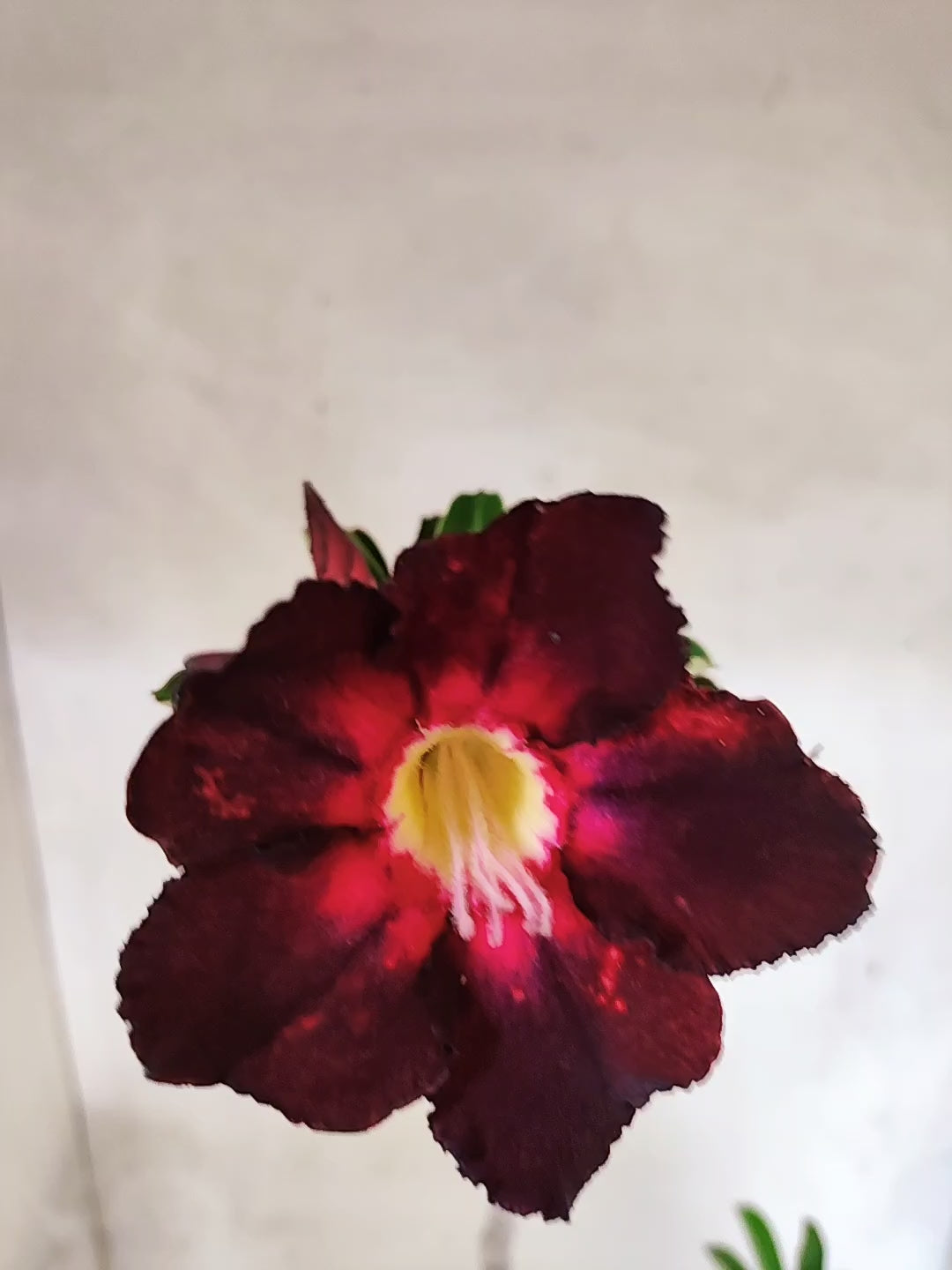 Planta Simples 3493 – 35cm – 03 anos