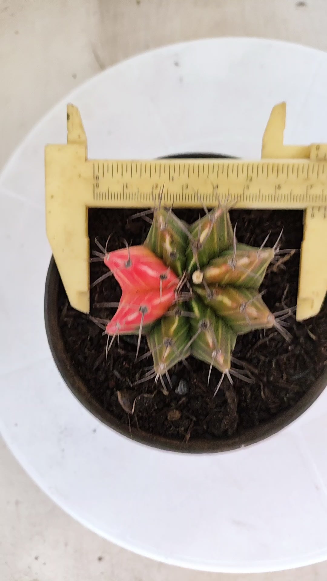 GYMNOCALYCIUM Mihanovichii "Variegata" Nº 1108 – vaso 11