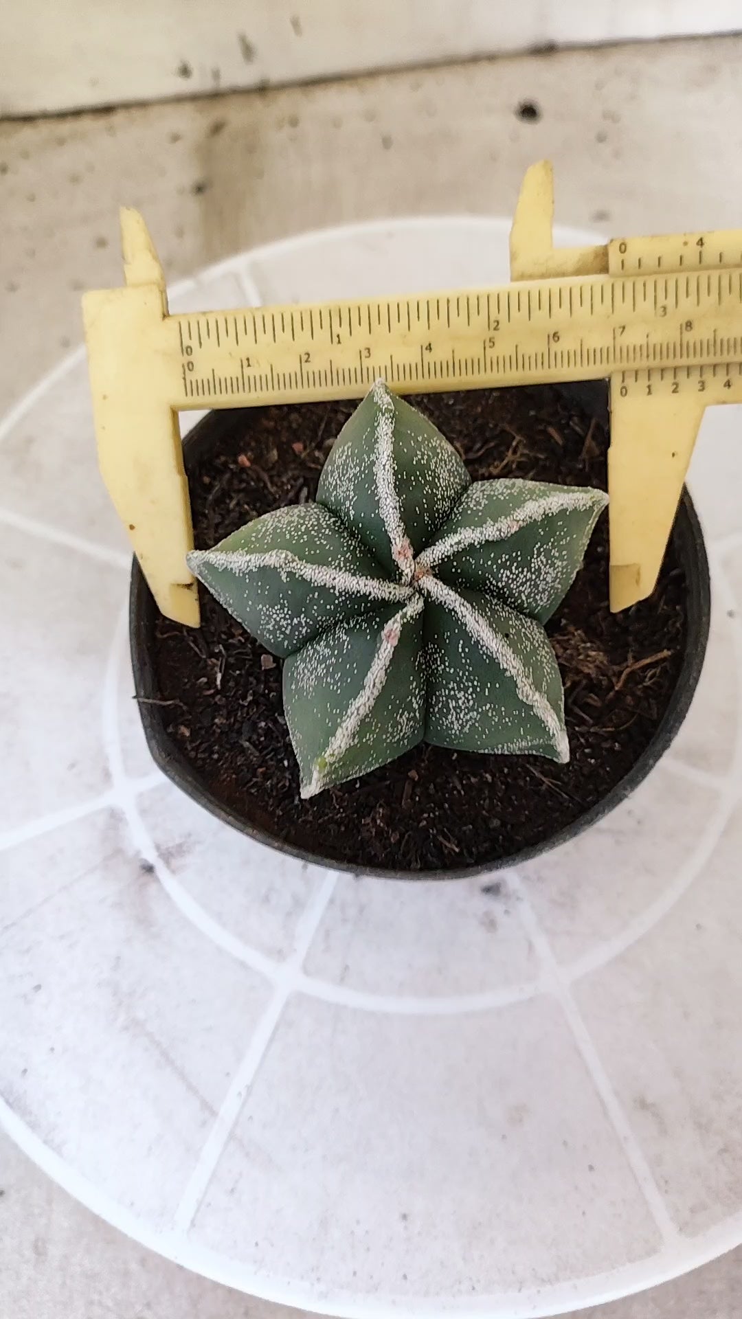 ASTROPHYTUM MYRIOSTIGMA Nº 1505 – vaso 11