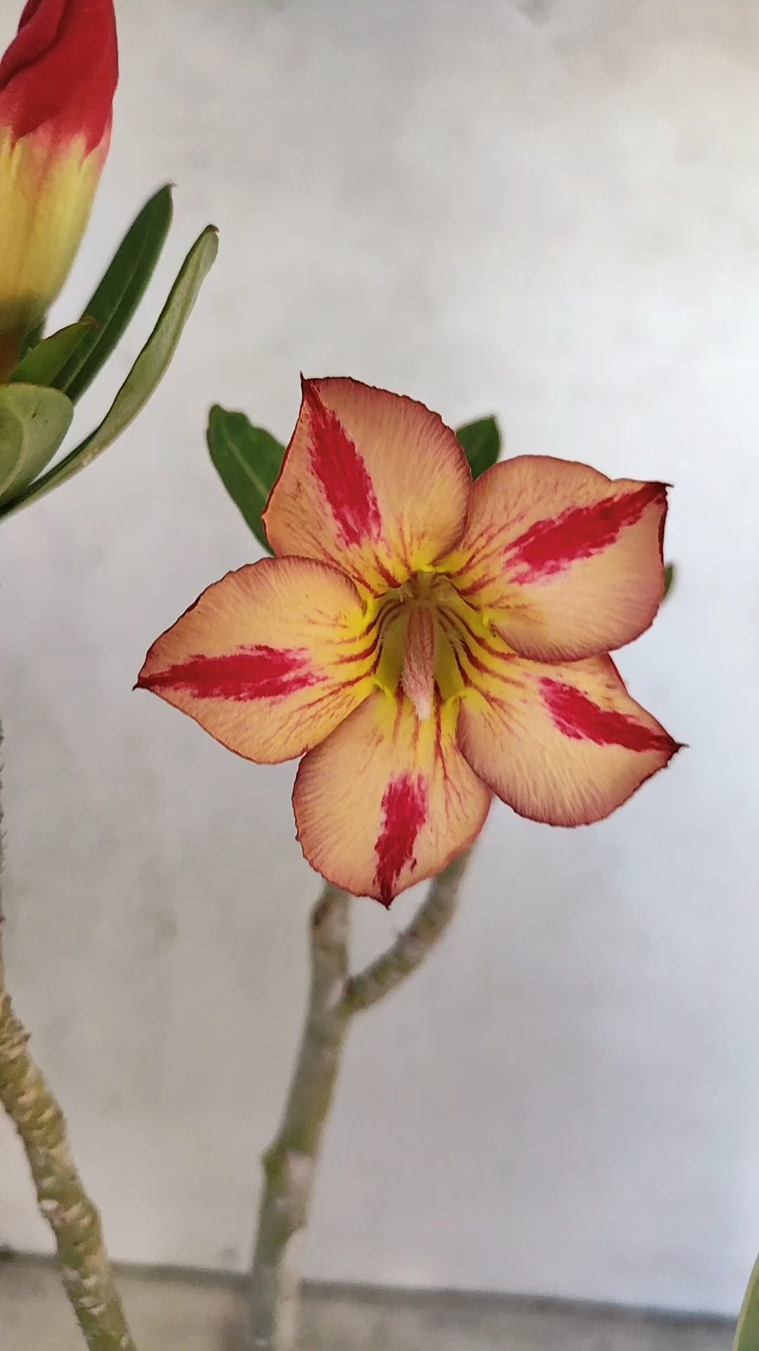 Planta Simples 3536 – 30cm – 02 anos