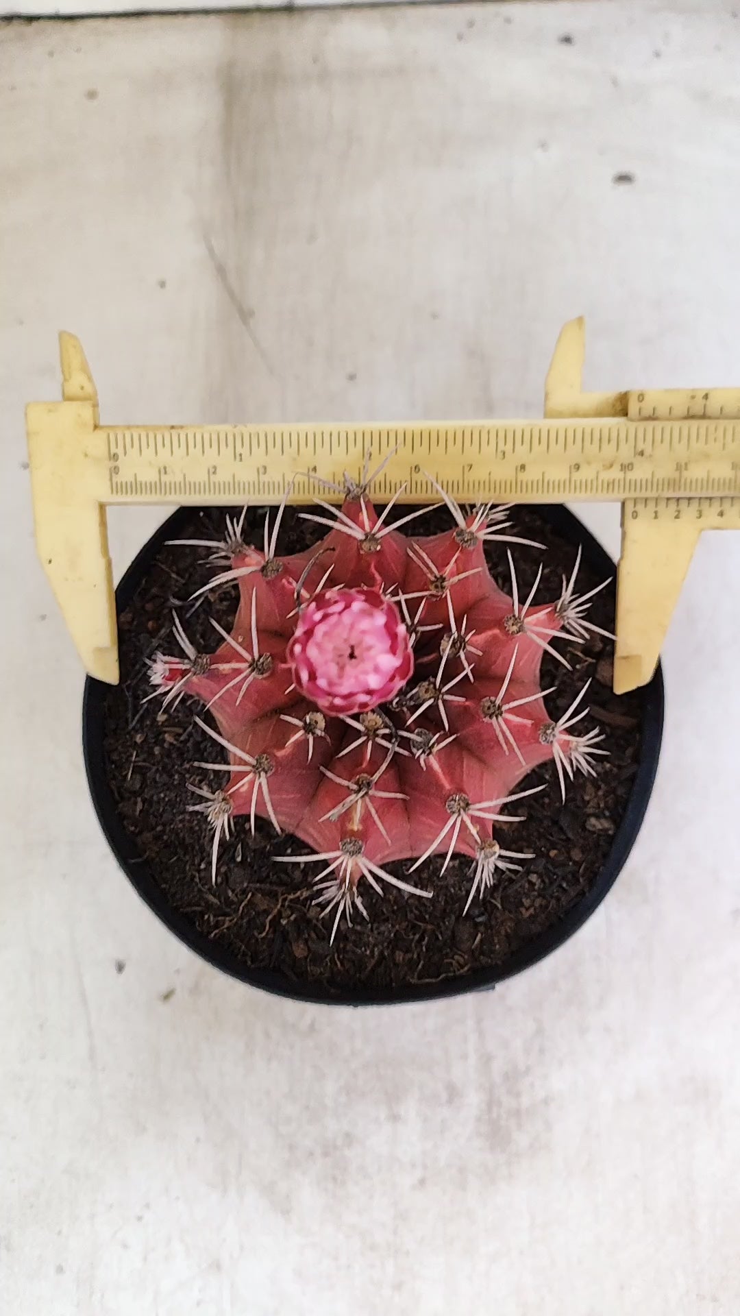 GYMNOCALYCIUM Mihanovichii Nº 54 – vaso 15