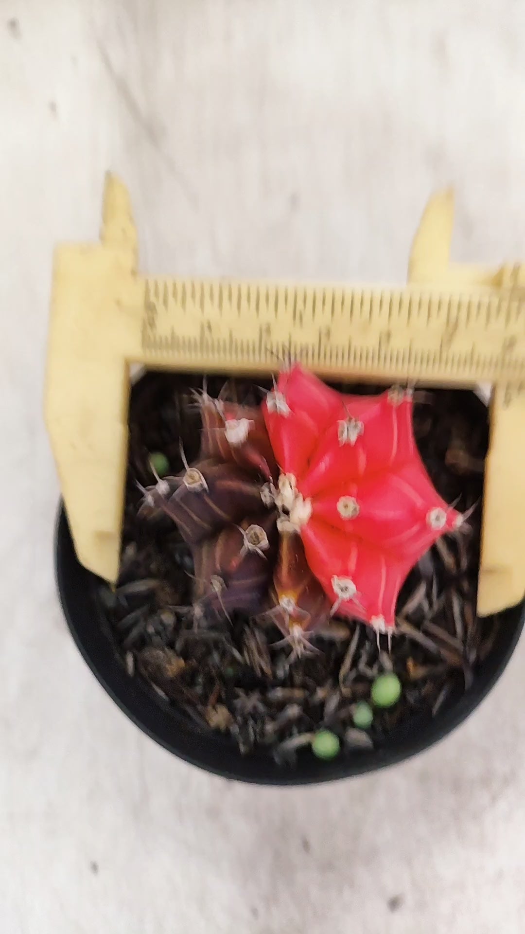 GYMNOCALYCIUM Mihanovichii "Variegata" Nº 700 – vaso 09