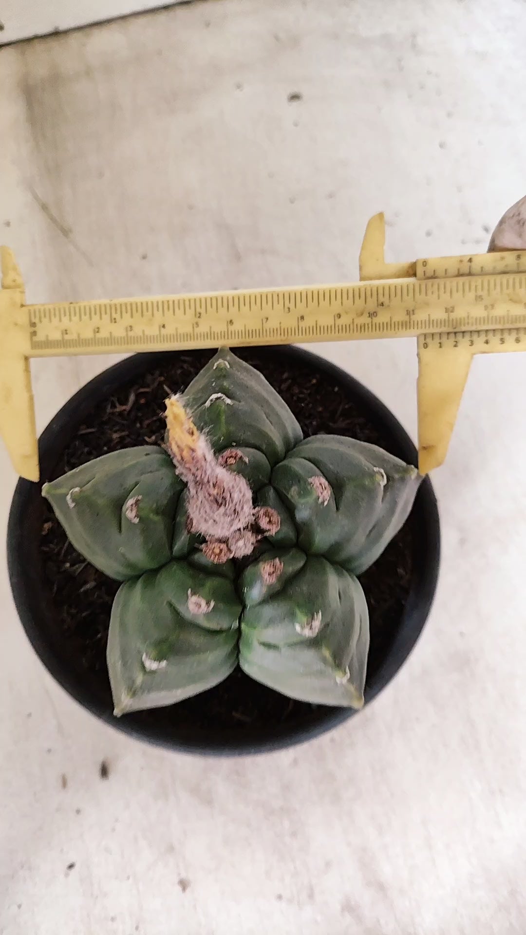MATRIZ ASTROPHYTUM cv KIKKO  Nº 943 – vaso 15