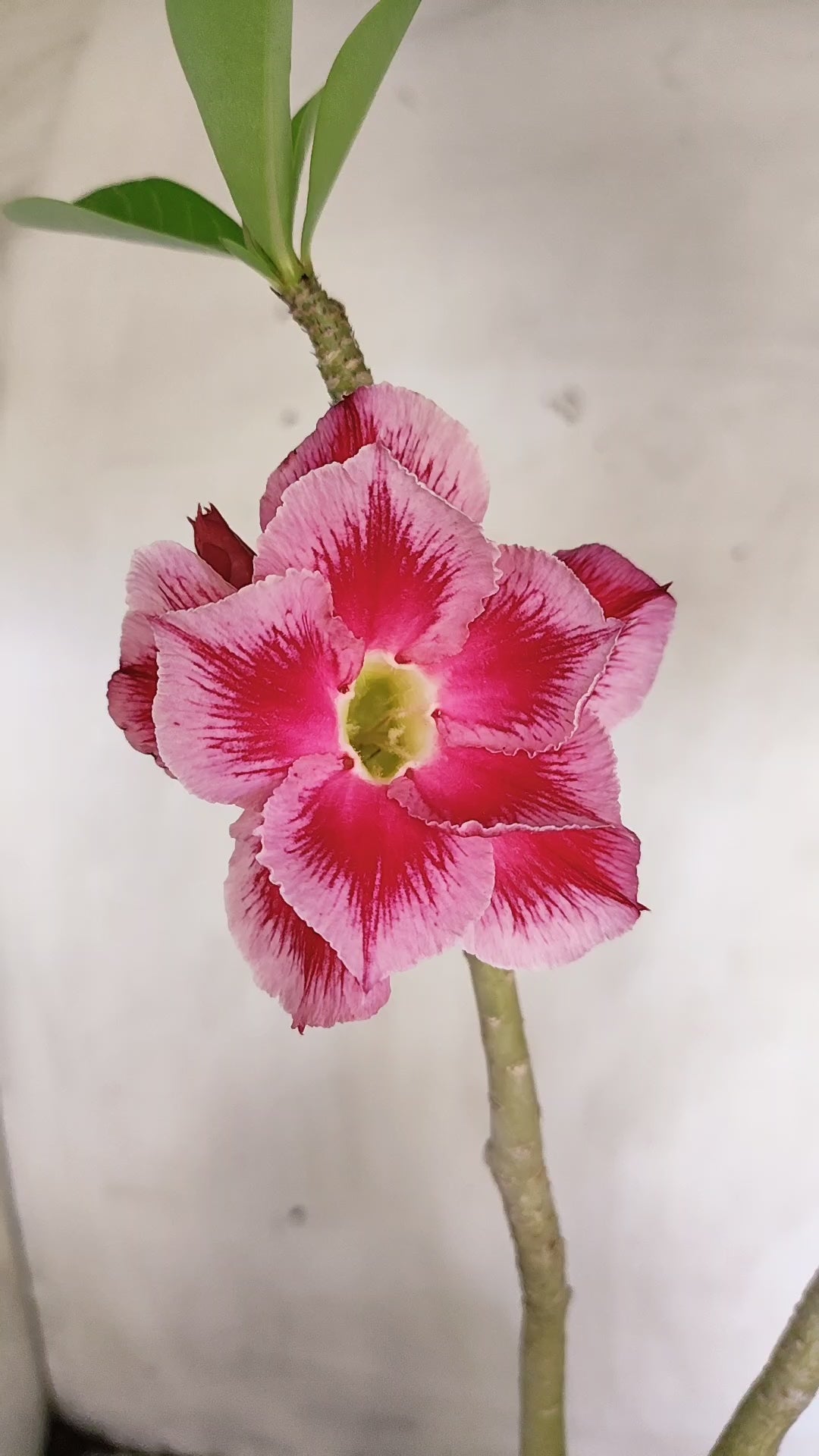 Planta Dobrada 3990 – 45cm – 04 anos