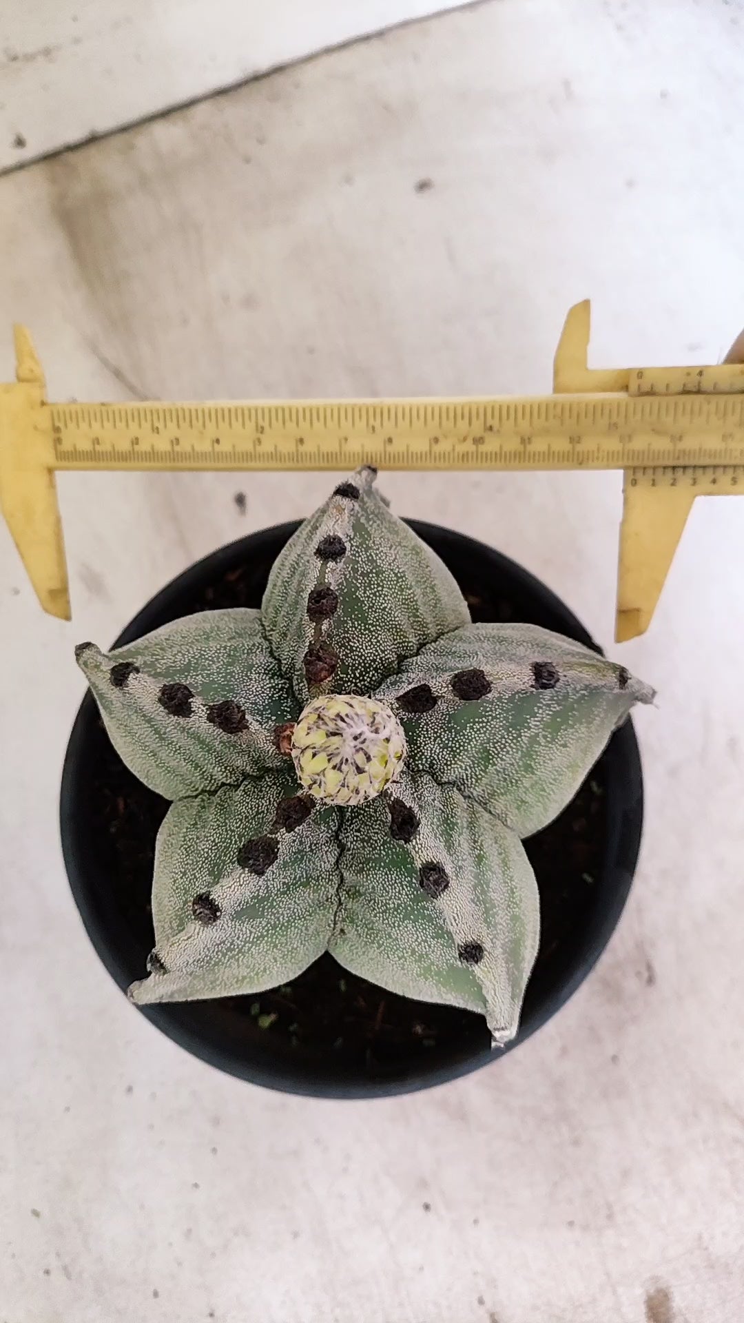 ASTROPHYTUM MYRIOSTIGMA  Nº 58 – vaso 15