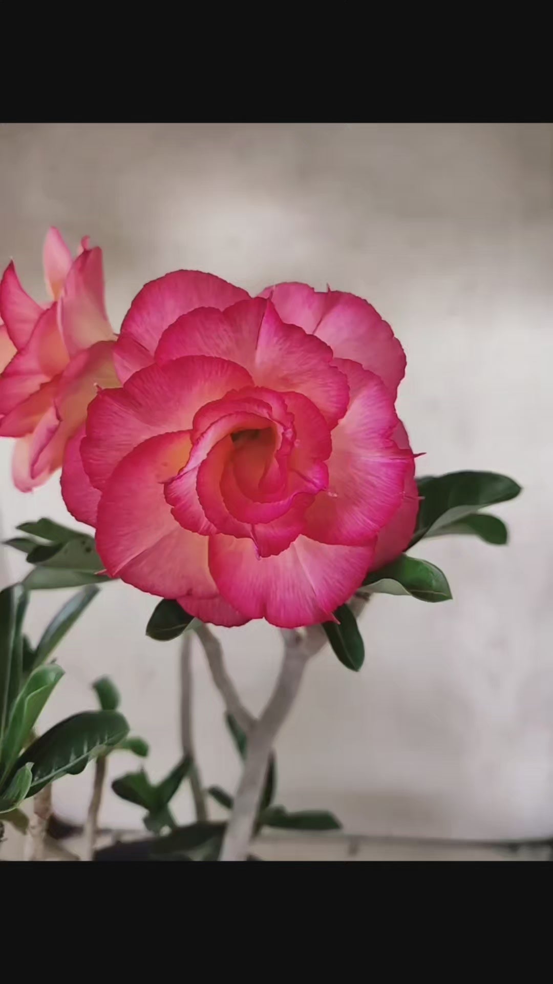 Planta Dobrada 3826 – 40cm – 03 anos