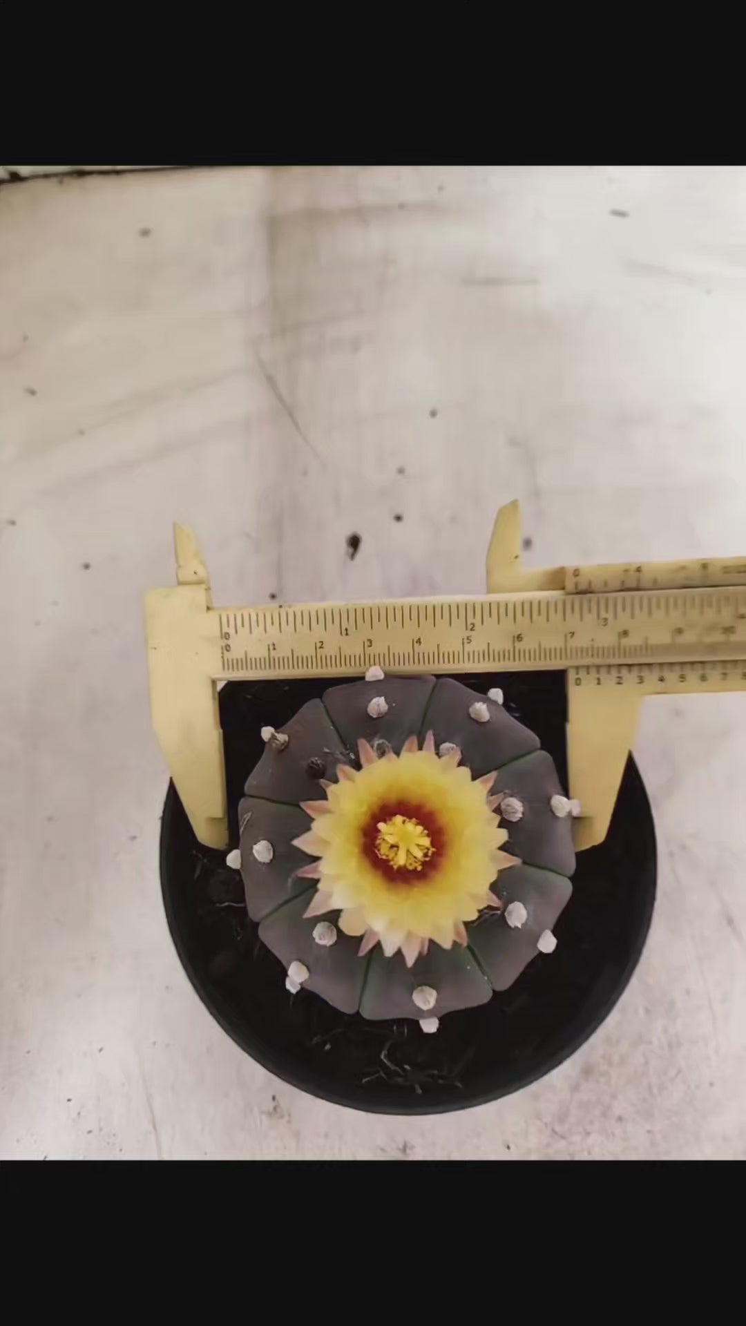 ASTROPHYTUM ASTERIAS “Purple”  Nº 1050 – vaso 11