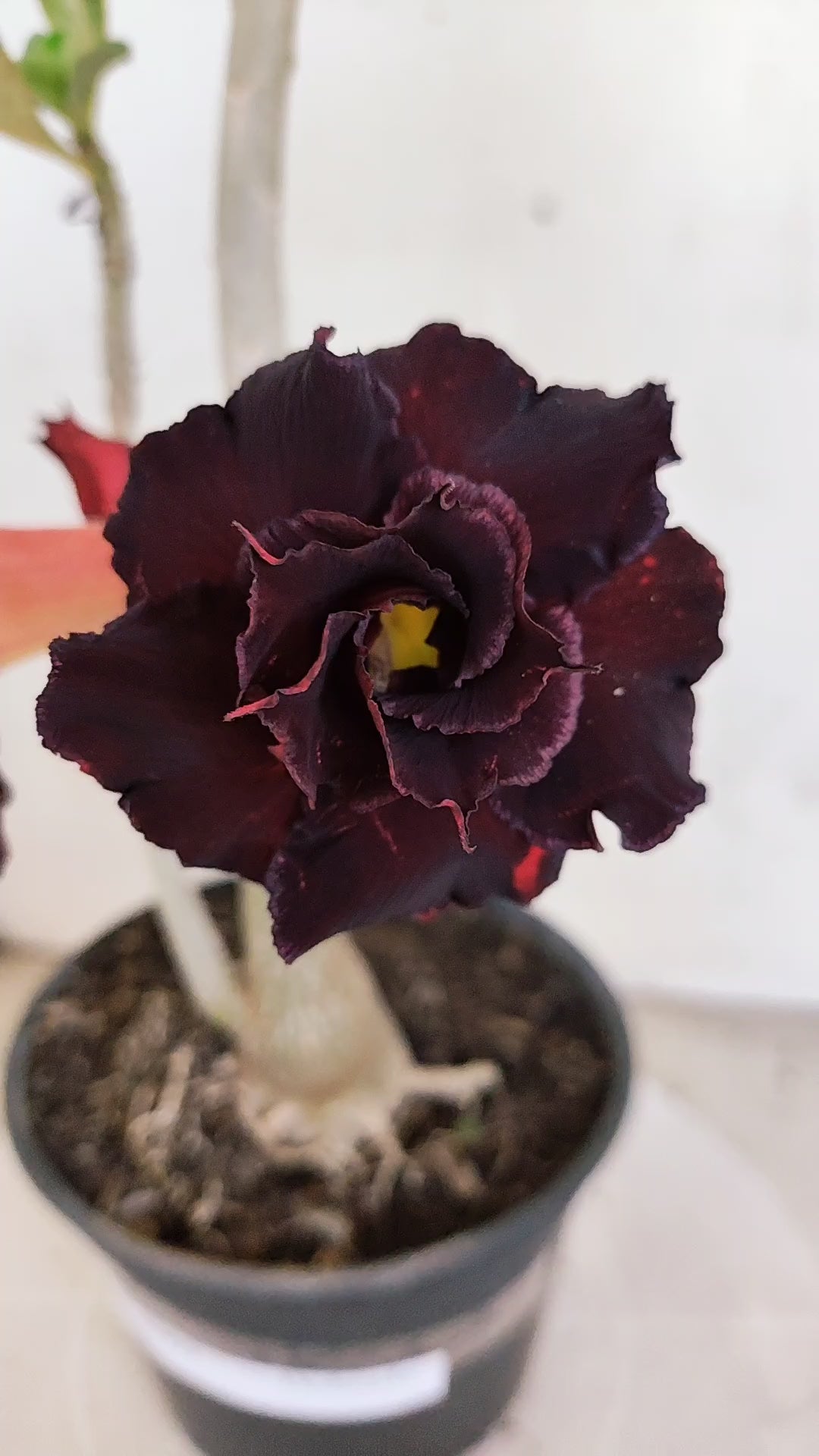 Planta Dobrada 3969 – 35cm – 03 anos