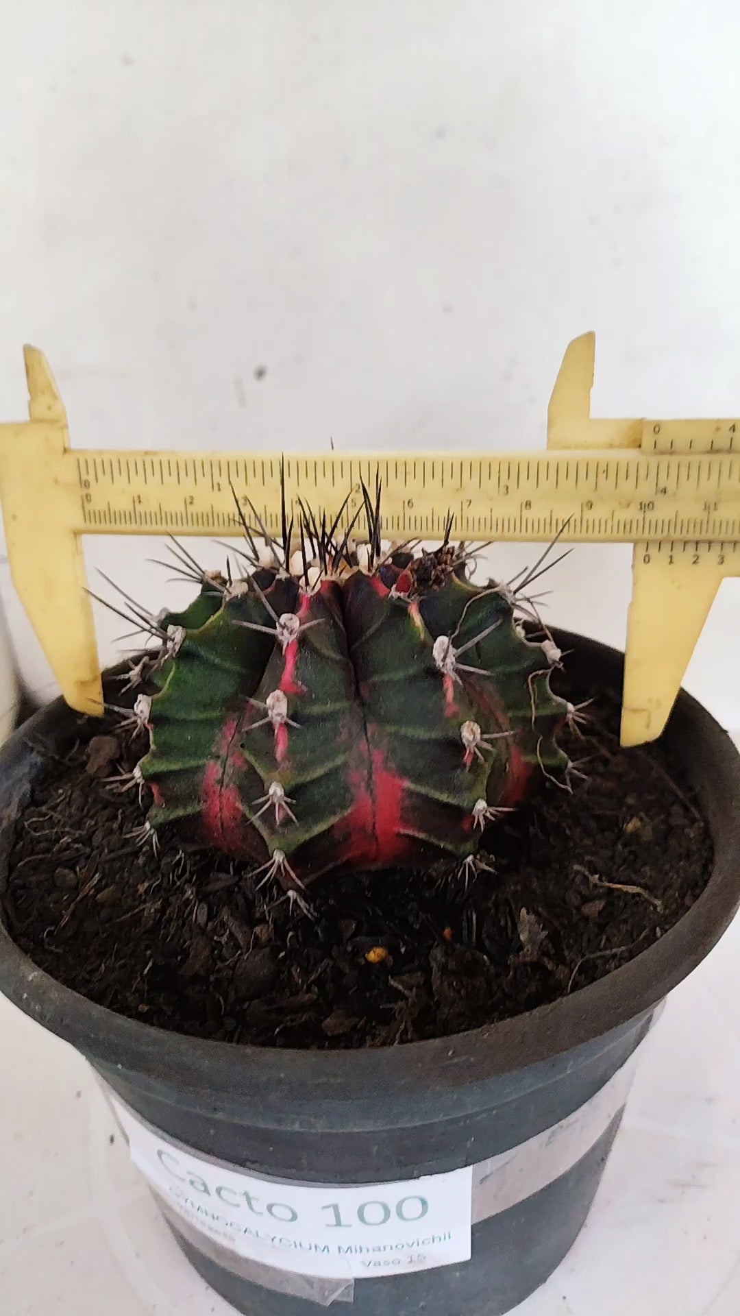 GYMNOCALYCIUM Mihanovichii "Variegata" Nº 100 – vaso 15