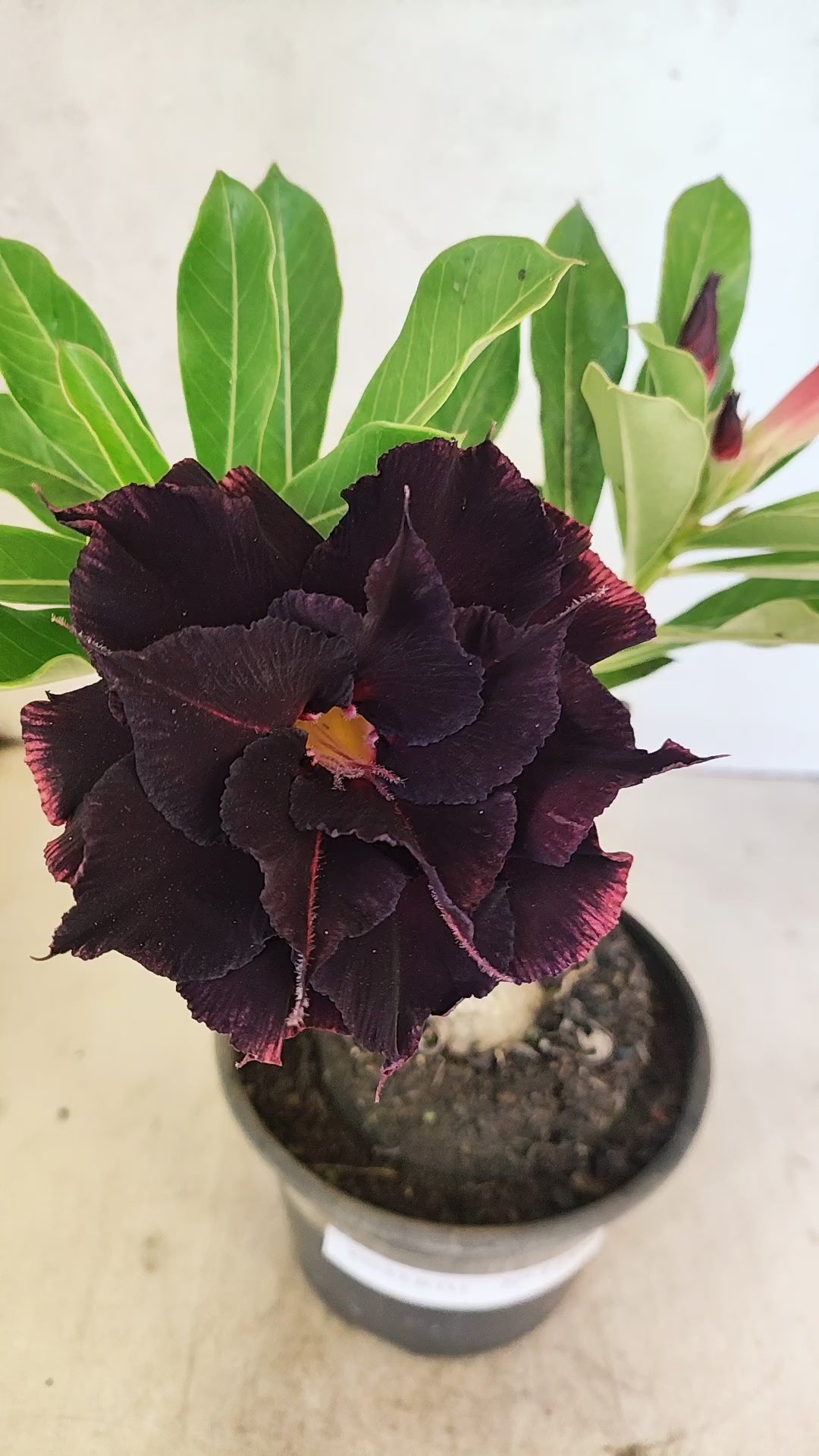 ENXERTO 12724– 25cm (cor LM 180)