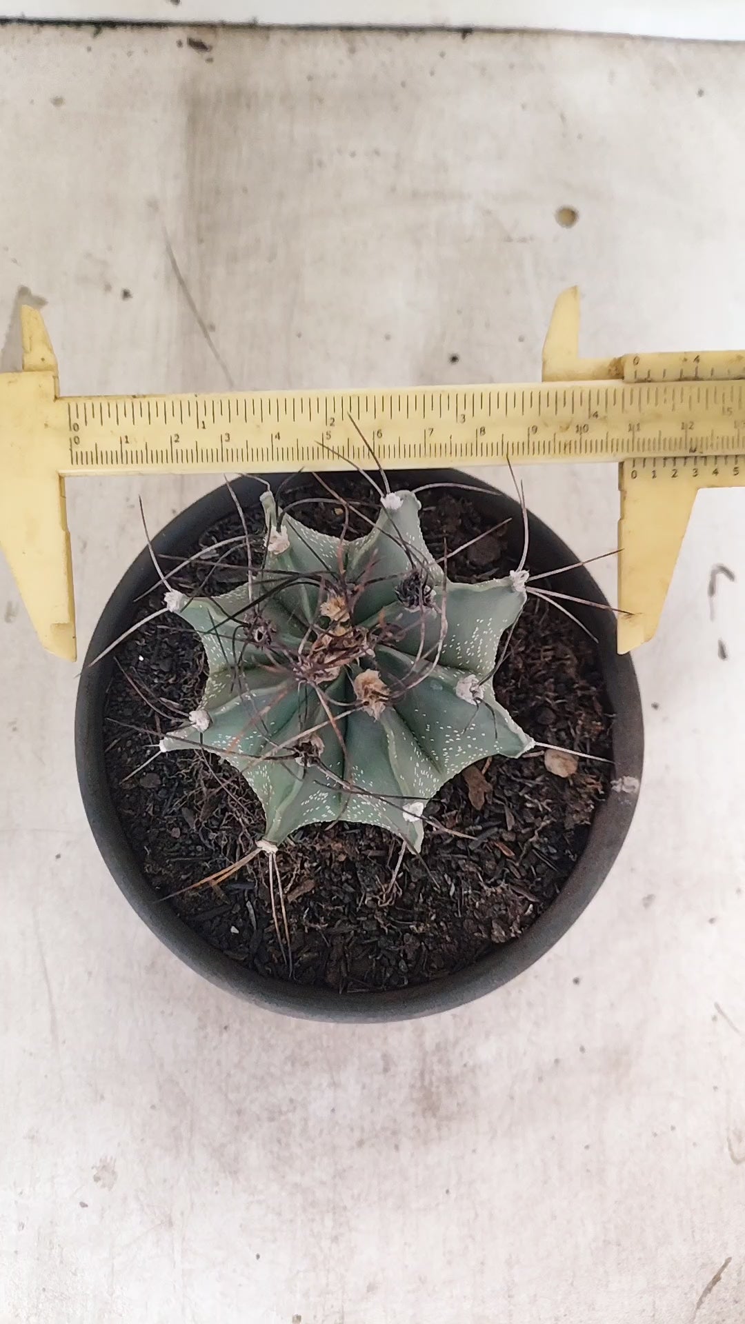 ASTROPHYTUM CAPRICÓRNIO Nº 610 – vaso 15