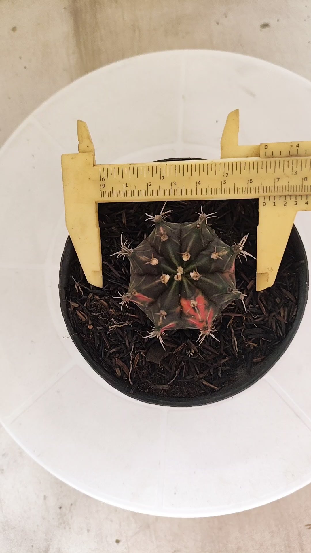 GYMNOCALYCIUM Mihanovichii "PURPLE - Variegata" Nº 662 – vaso 11