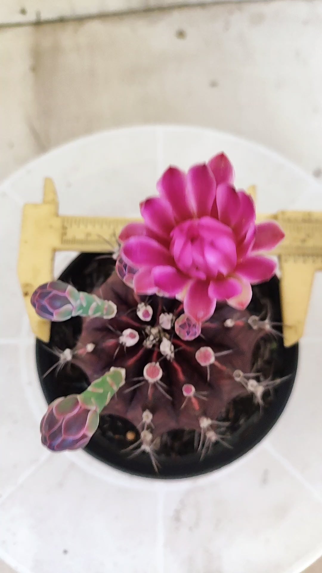 GYMNOCALYCIUM Mihanovichii Purple Nº 1680 – vaso 11