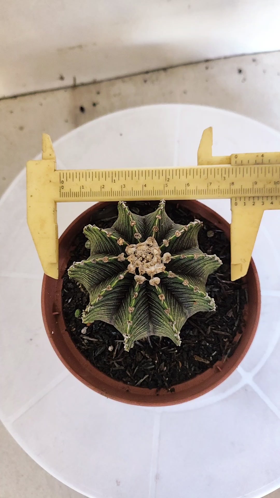 GYMNOCALYCIUM Friedrichii LB 2178 "Agua Dulce" - Nº 1221 – vaso 11