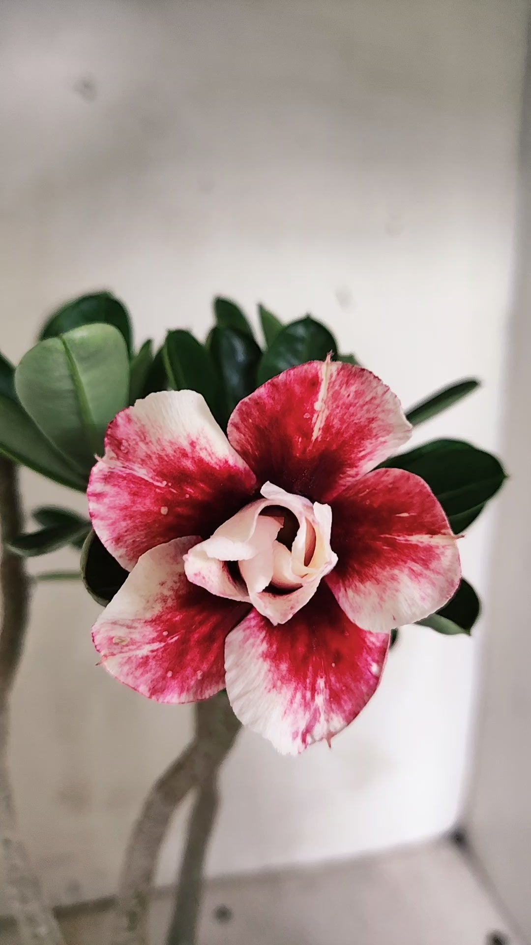 Planta Dobrada 4063 –  30cm – 02 anos - Vaso 15