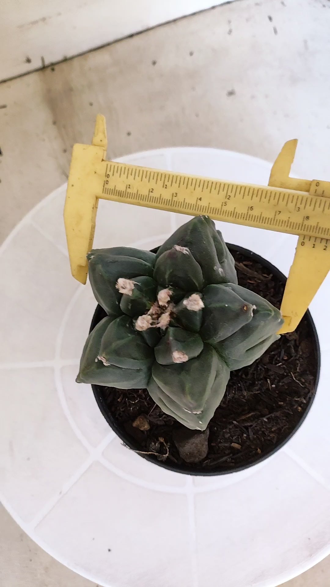 MATRIZ ASTROPHYTUM cv KIKKO  Nº 1251 – vaso 11