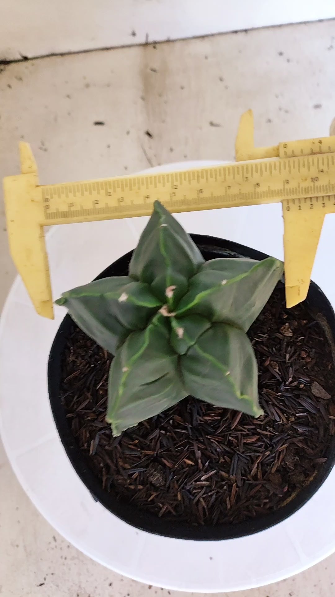 MATRIZ ASTROPHYTUM cv KIKKO  Nº 1252 – vaso 15