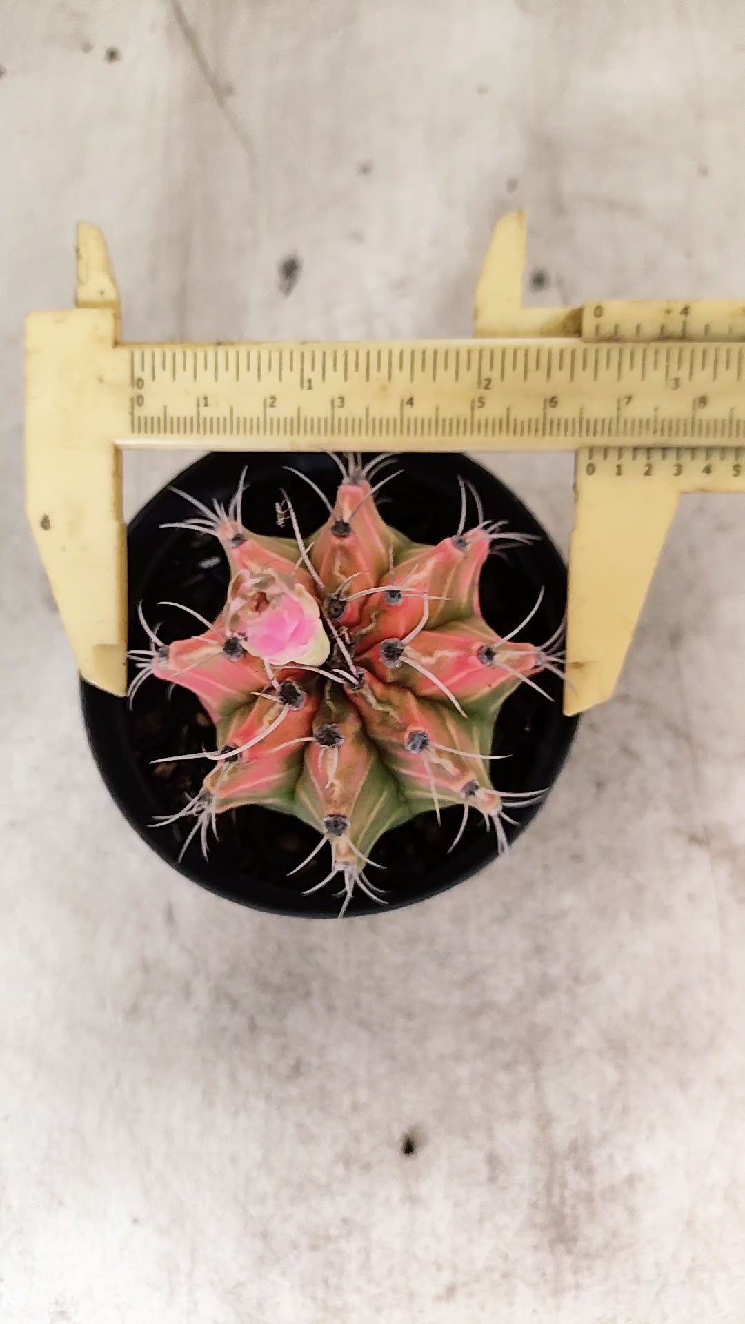 GYMNOCALYCIUM Mihanovichii Nº 634 – vaso 09