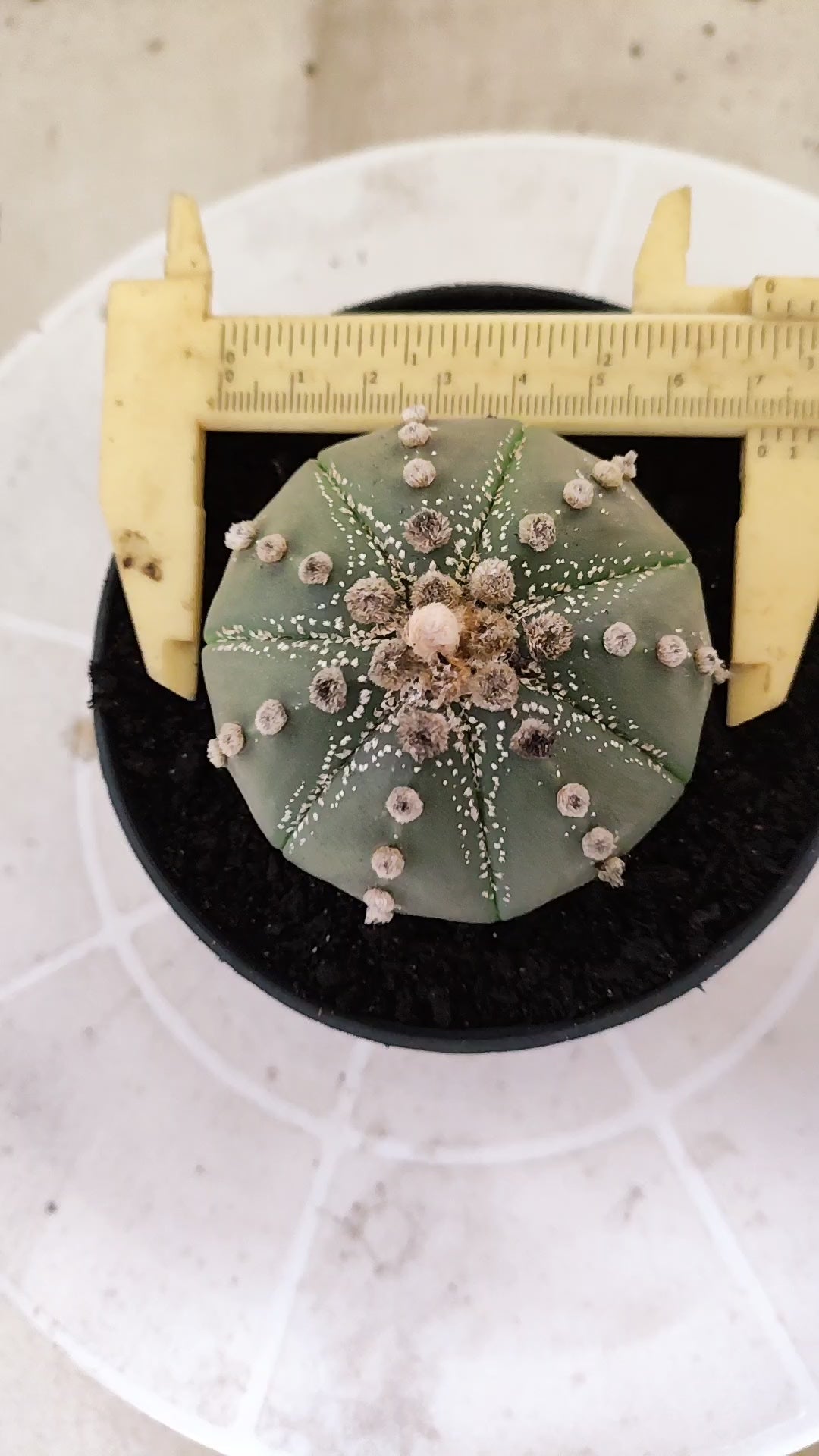 ASTROPHYTUM ASTÉRIAS  Nº 1071 – vaso 11