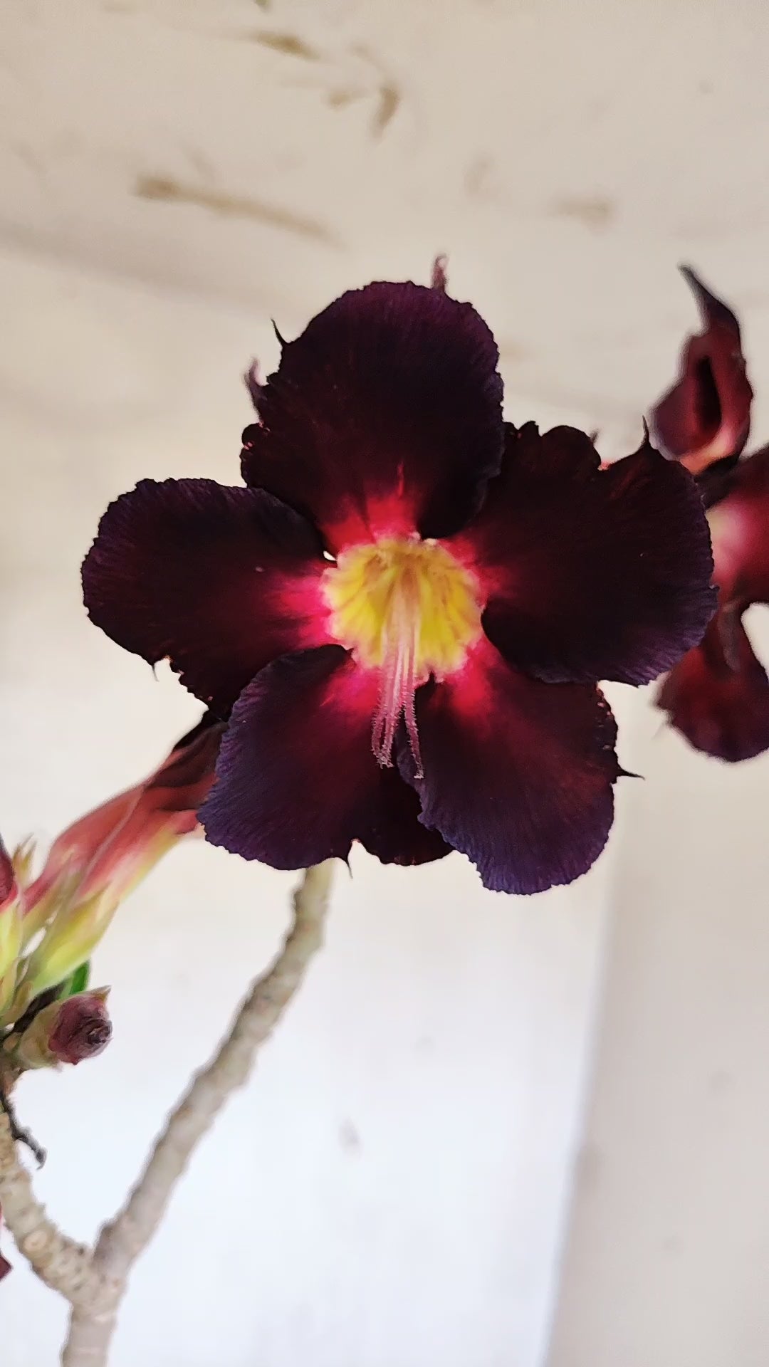 Planta Simples 3580  – 35cm – 03 anos