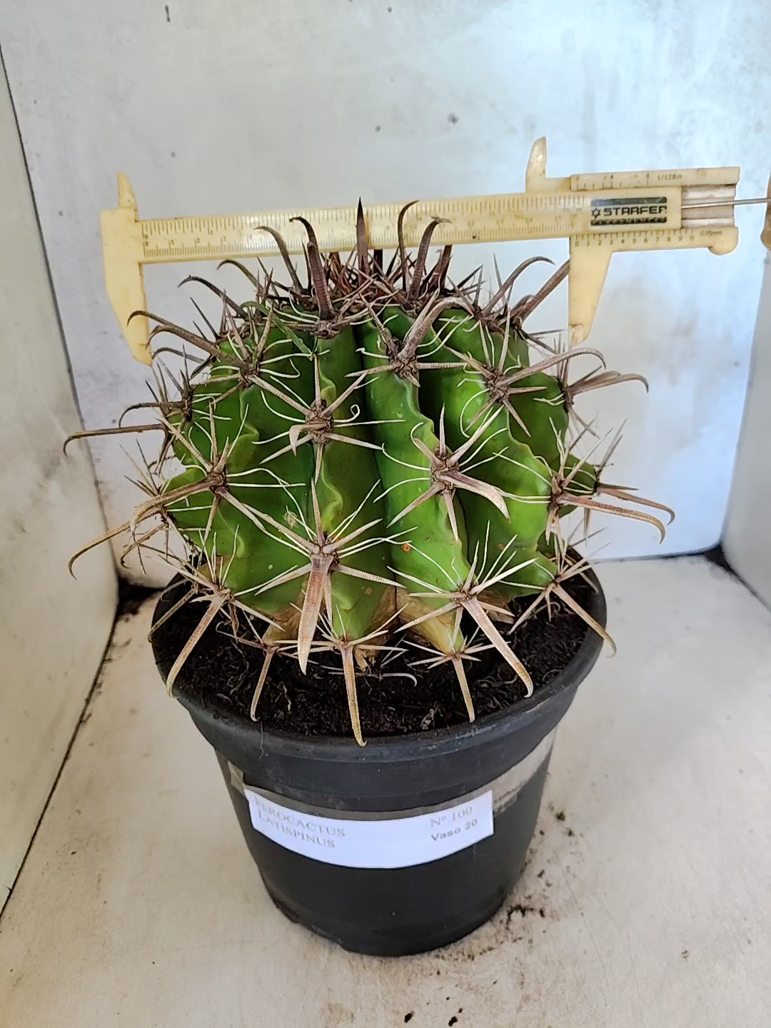 FEROCACTUS LATISPINUS Nº 100 – vaso 20