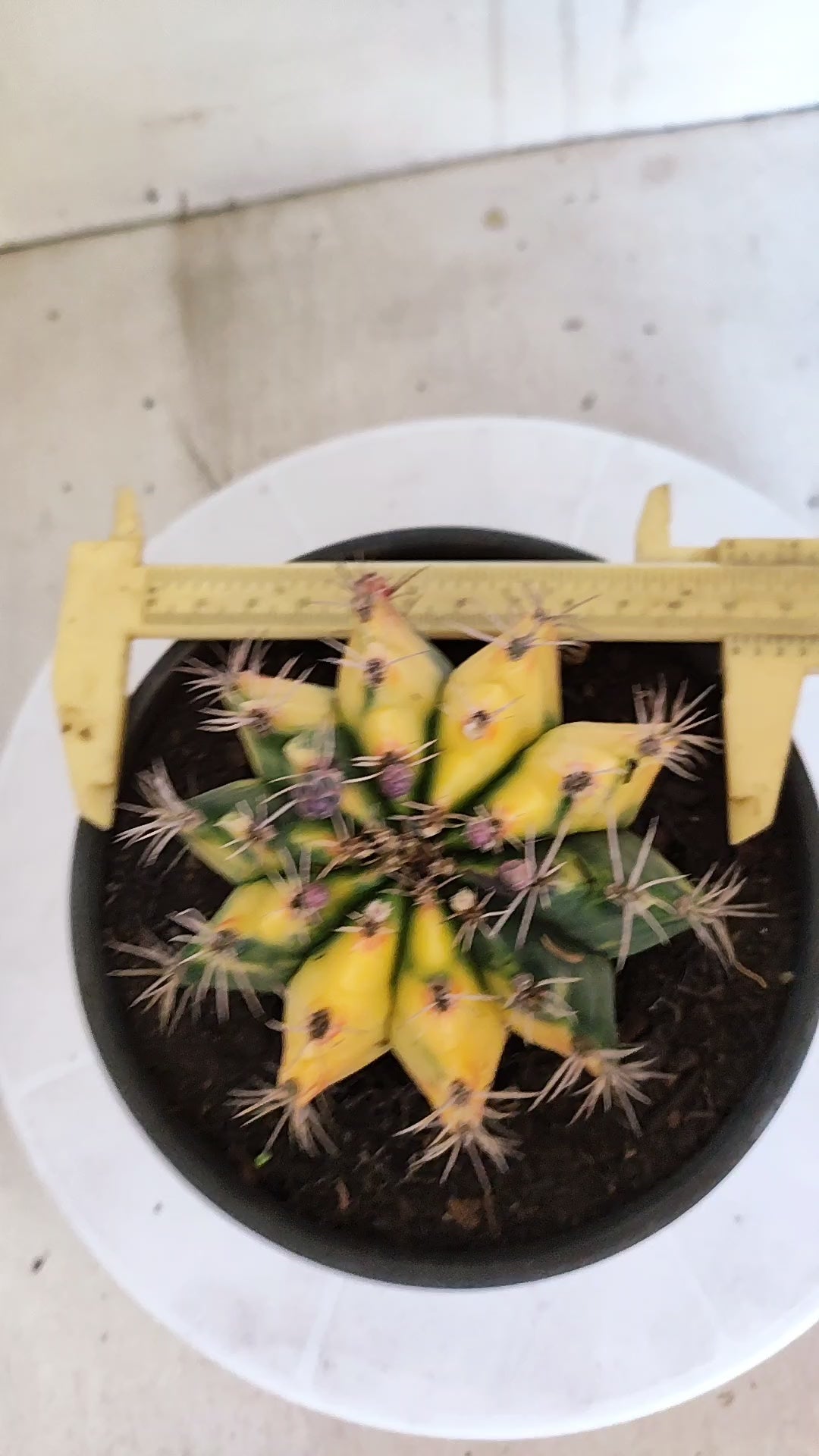 Matriz GYMNOCALYCIUM Mihanovichii Variegata Nº 610 – vaso 15