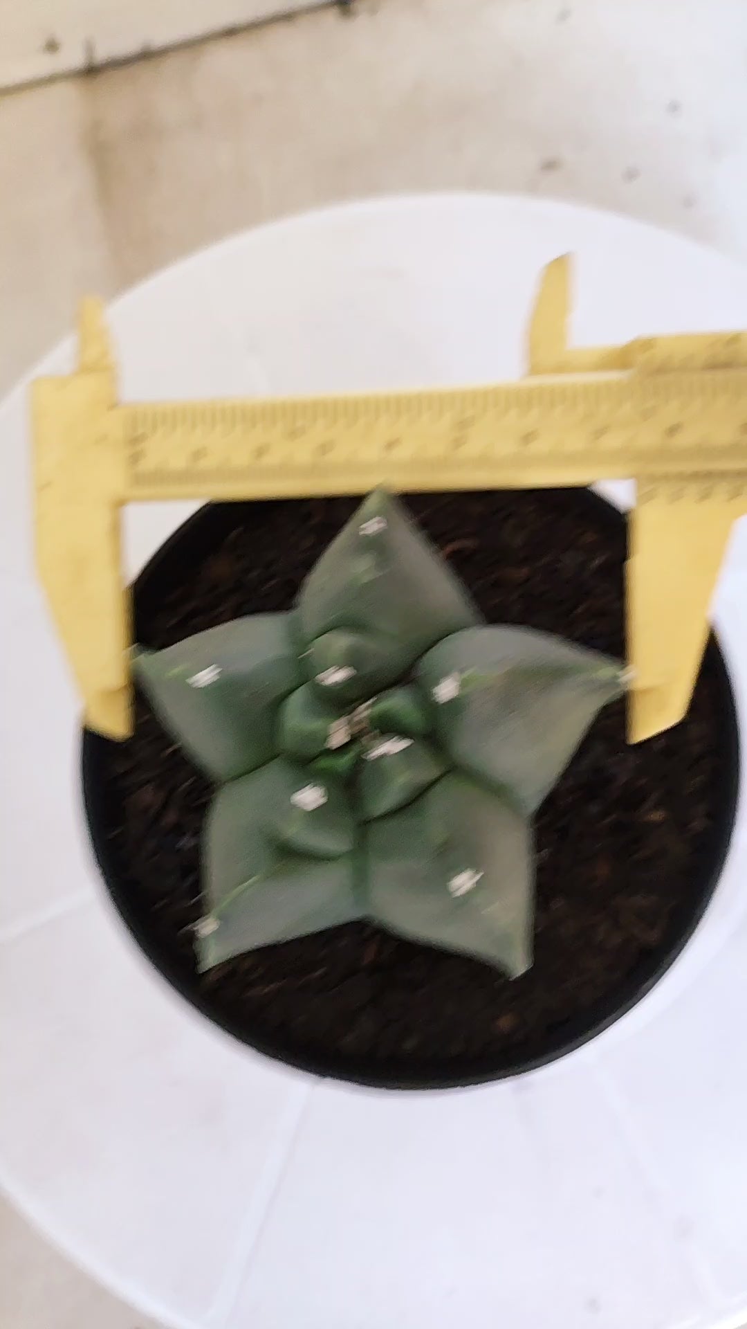 MATRIZ ASTROPHYTUM cv KIKKO "Nudum"  Nº 1235 – vaso 11