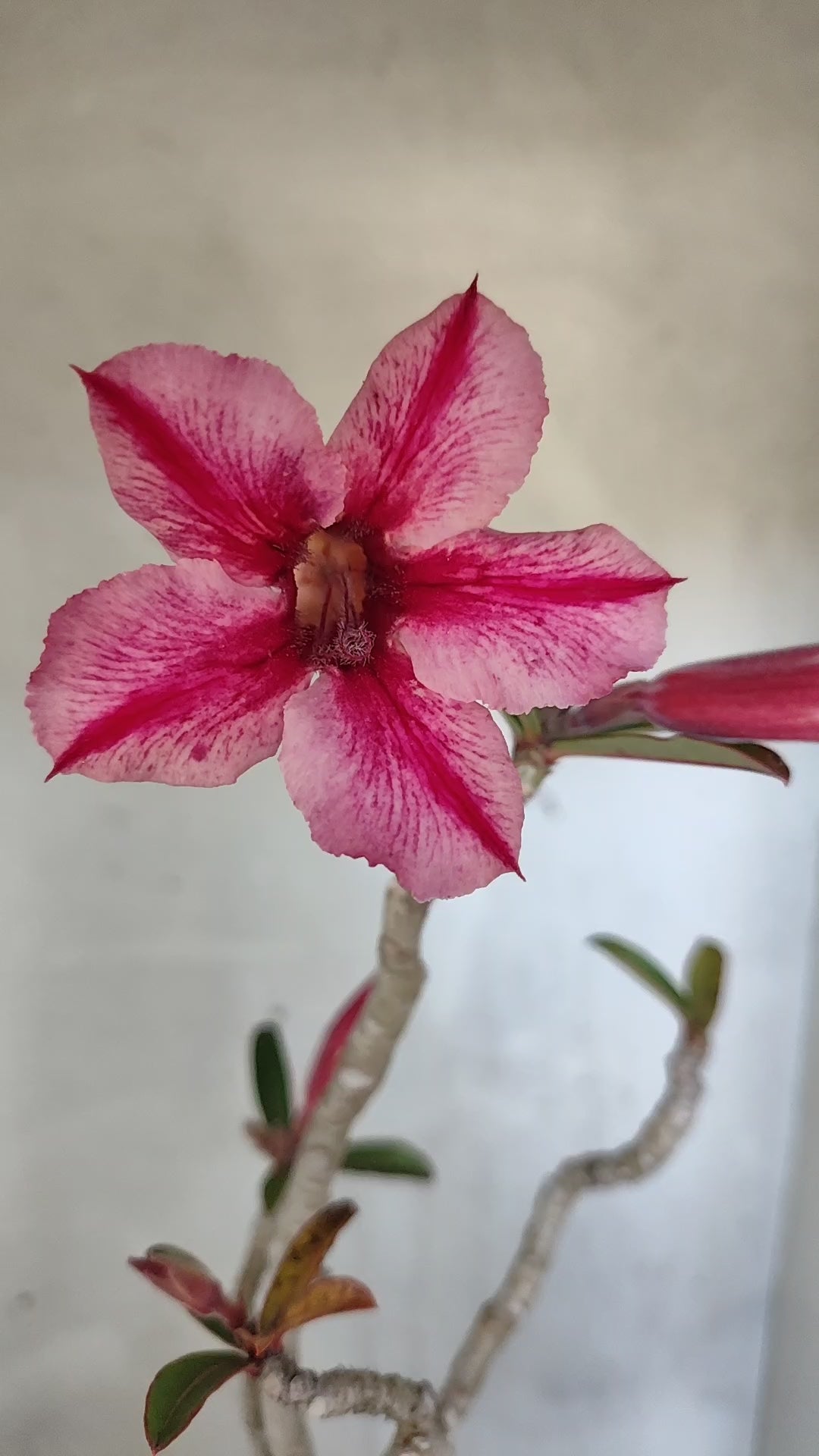 Planta Simples 3589 – 35cm – 03 anos