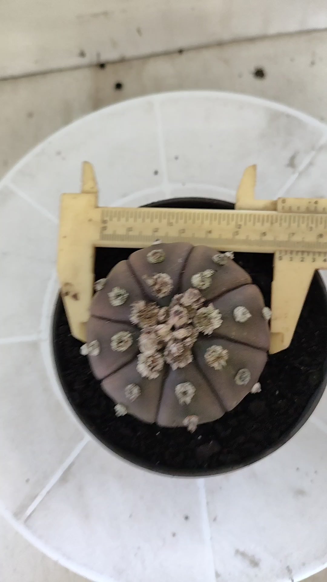 ASTROPHYTUM ASTERIAS “Purple”  Nº 1406 – vaso 11