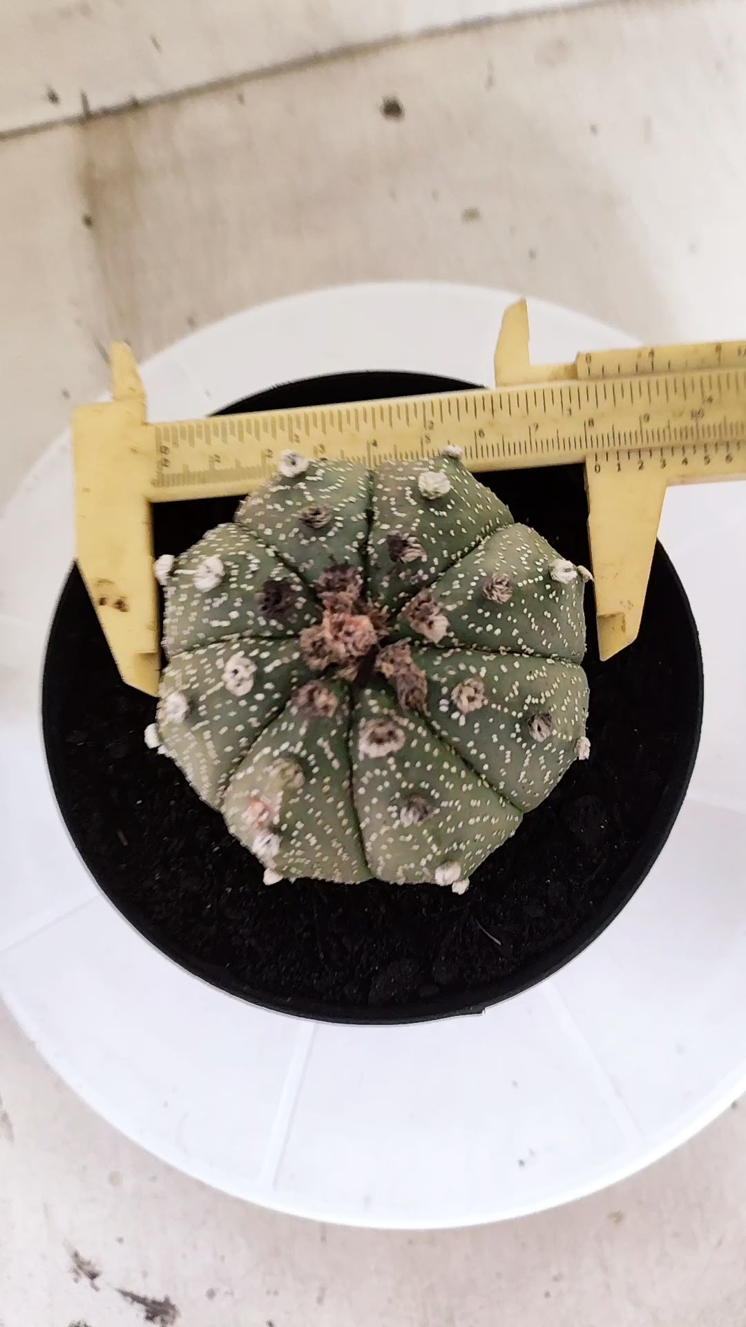 ASTROPHYTUM ASTERIAS SUPER KABUTO Nº 1414 – vaso 15