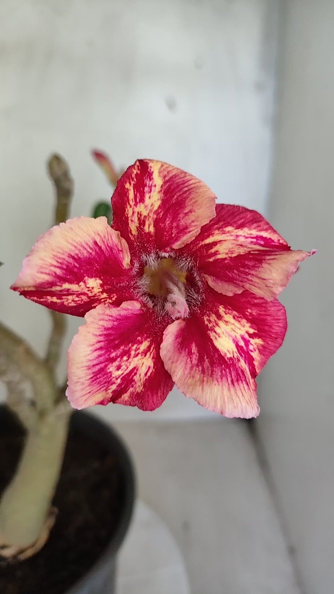 Planta Simples 3615 – 40cm – 03 anos