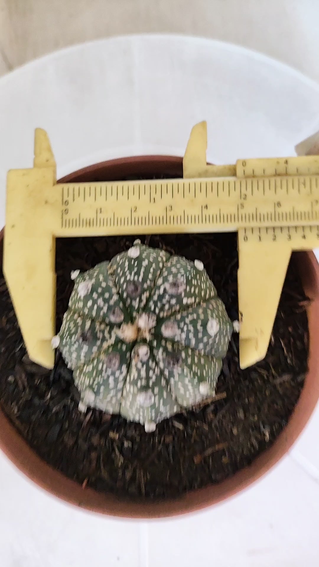 MATRIZ ASTROPHYTUM ASTÉRIAS Nº 1134 – vaso 11